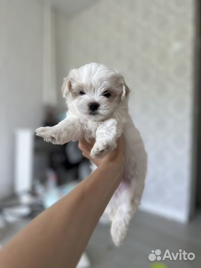 Мальтийская болонка