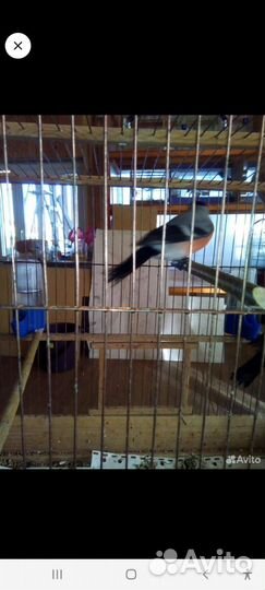 Певчие лесные птицы