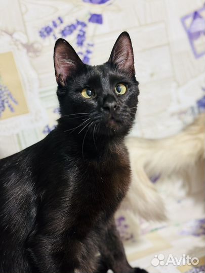 Косоглазик в добрые руки