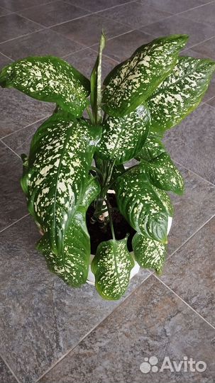 Цветы домашние