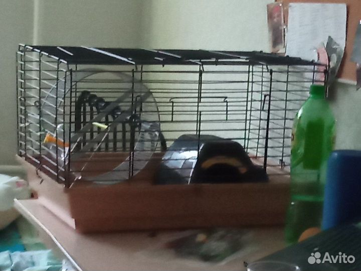 Африканский ежик