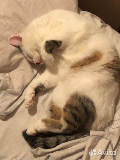 Передержка кошек