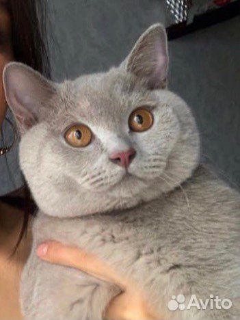 Случка кота