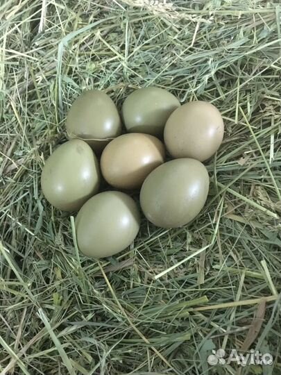 Инкубационные яйца фазанов, цесарок, перепелок