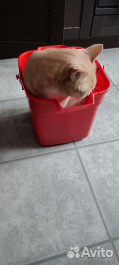 Отдам кота в добрые руки