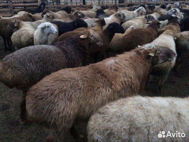 Овцематки эдильбаевские