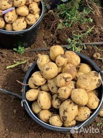Продам картофель оптом