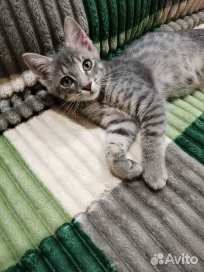 Котенок Игорь 3 месяца окрас дворянский вискас
