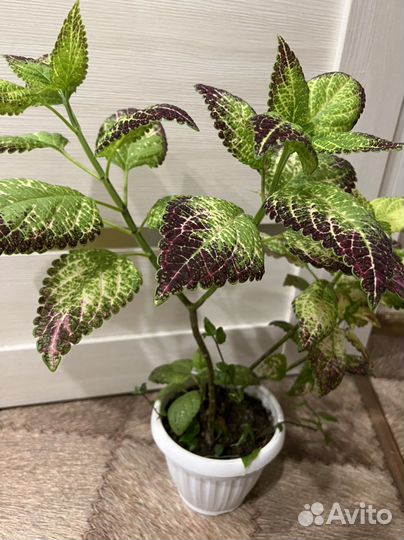 Колеус аватар