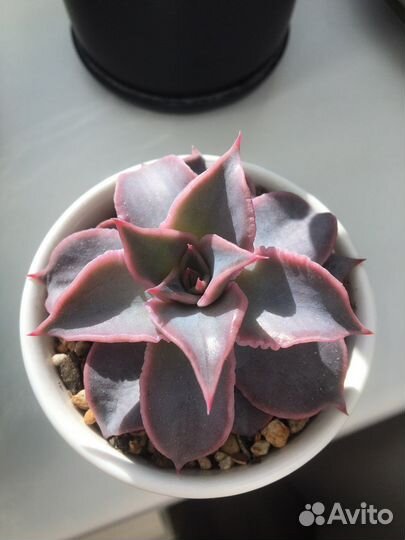 Суккуленты