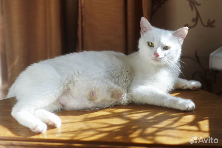 Котик, чисто белый