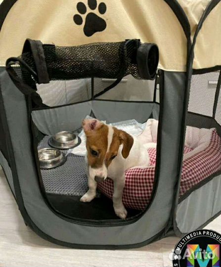 Дом для собаки и кошки