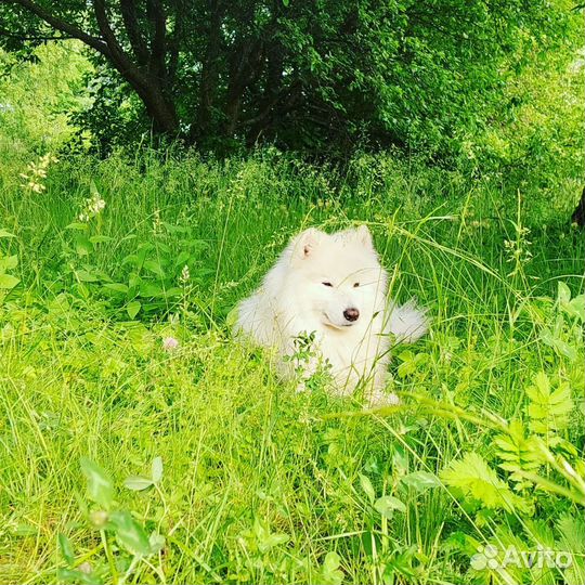 Вязка самоед