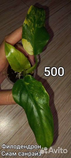 Домашние цветы