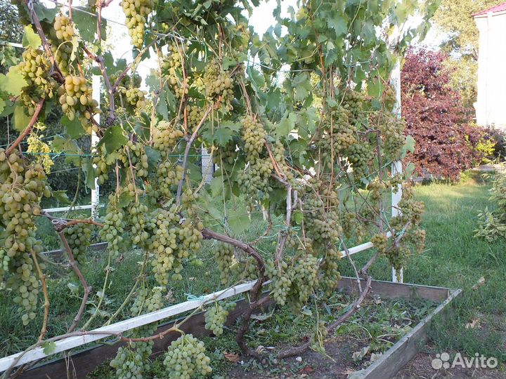 Саженцы винограда зкс