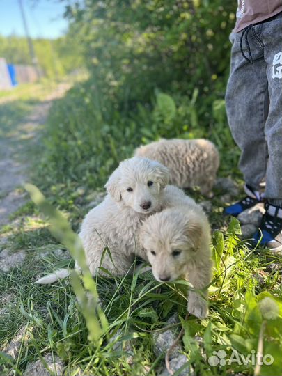 Собака в добрые руки отдам бесплатно