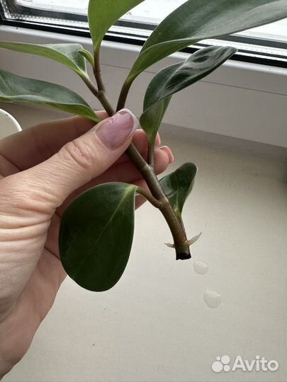 Пеперомия туполистная