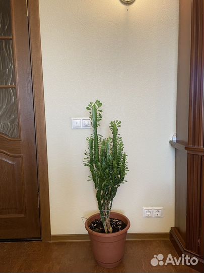 Молочай трехгранный