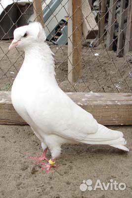 Продажа голубей