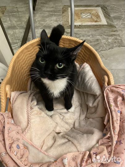 Кошка в дар бесплатно