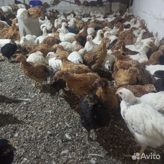 Цыплята подрощенные