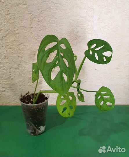Монстера, сциндапсус неон, экзотика