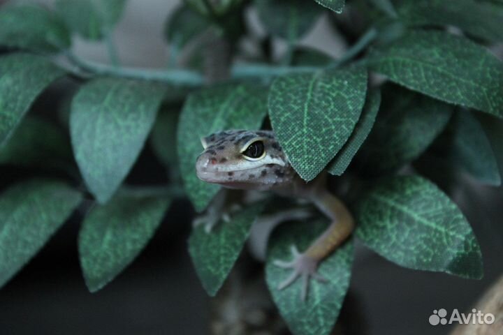 Эублефар малыши