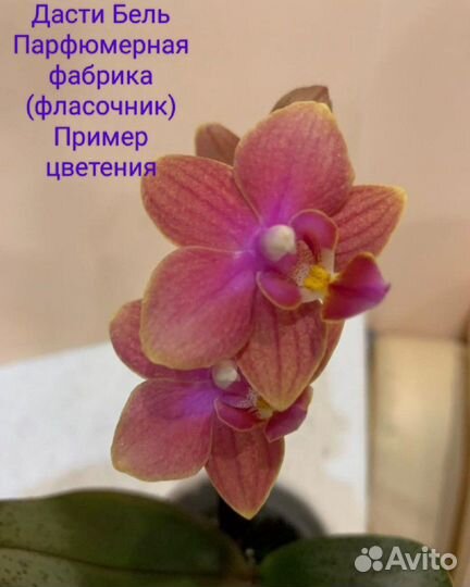 Орхидея фаленопсис