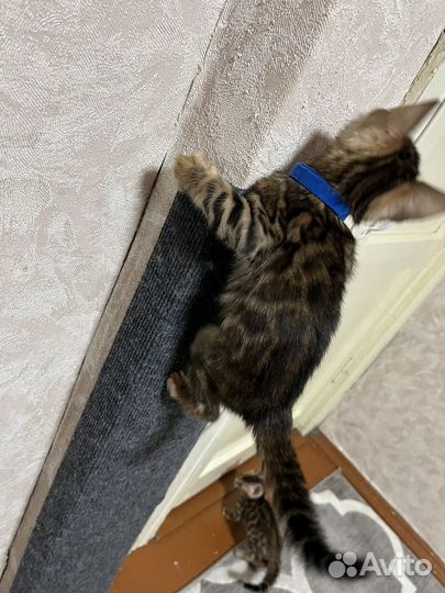 Бенгальские котята