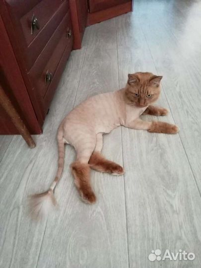 Стрижка,линька кошек