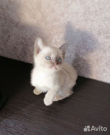 Бурманские кошечки девочки