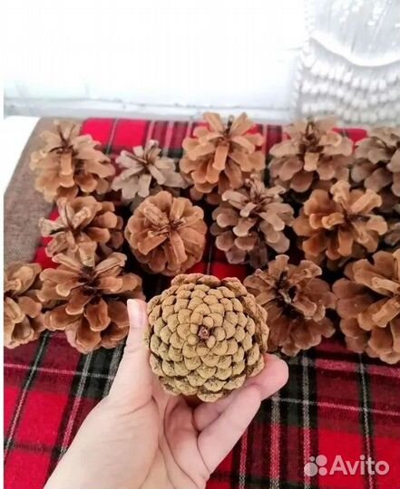 Шишки сосновые