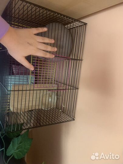Клетка для хомяка/ крыс