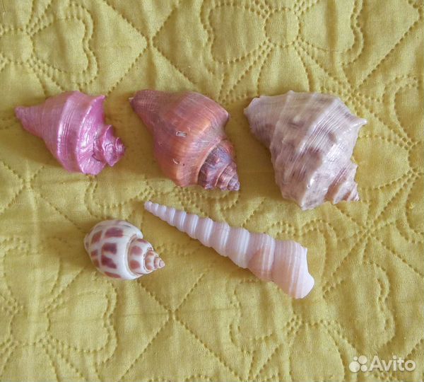 Морские ракушки для творчества или аквариума