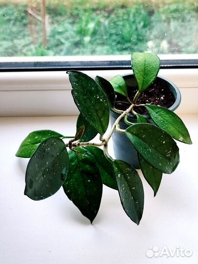 Хойя карноза