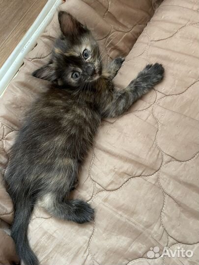 Отдам котят