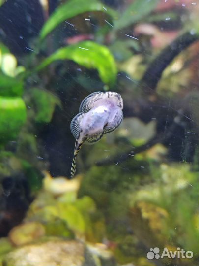 Псевдоскат Севилья аквариумная рыбка