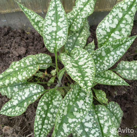 Лук,цветы многолетние