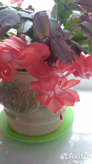 Комнатные растения