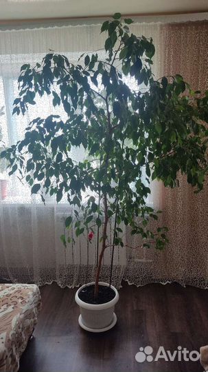 Фикус бенджамина большой