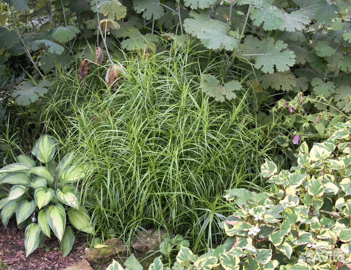 Садовые злаки осоки и мискантусы