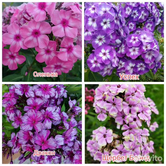 Флоксы сортовые