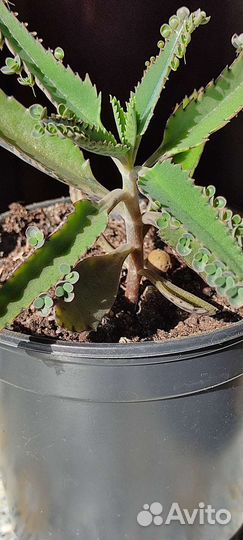 Комнатные цветы каланхоэ