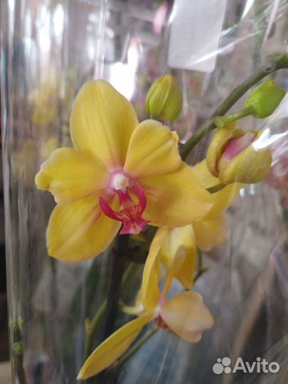 Орхидея фаленопсис