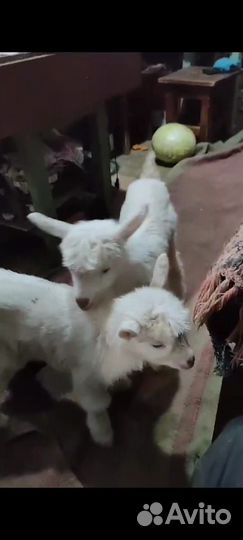 Козлята карликовые помесь