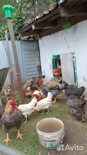 Продам петухов