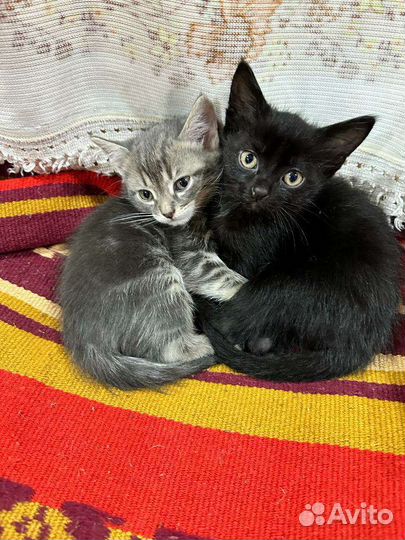 Кошка в дар бесплатно