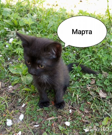 Кошечка Марта