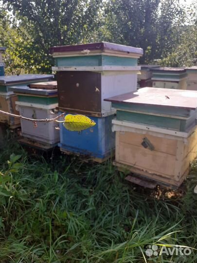 Пчелы и улья