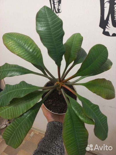 Молочай пальмочка